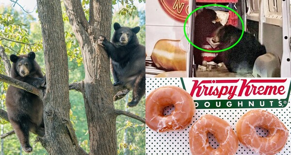 곰 자료사진, 크리스피크림 도넛 배달 트럭을 습격한 곰 두 마리, 크리스피크림 도넛 자료사진 ⓒAdobe Stock, KrispyKremeAlaska Facebook