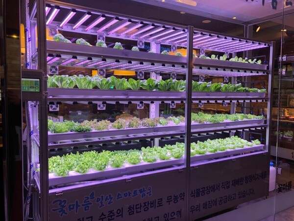 경기 고양시 일산 샤부샤부 전문점 ‘꽃마름’의 스마트팜. ⓒ늘푸른채 홈페이지