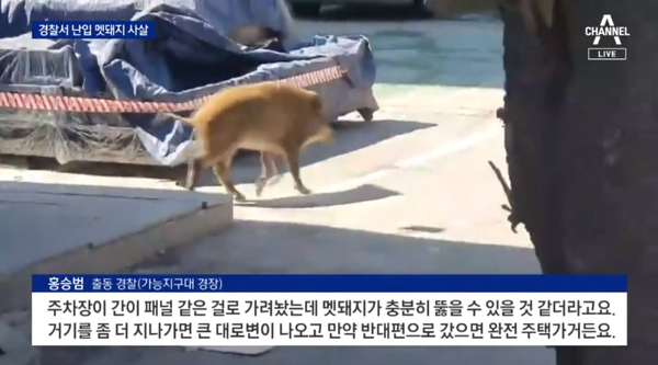 영상 '경찰서에 멧돼지 난입…실탄 5발로 사살 | 뉴스A' 캡처. ⓒ채널A