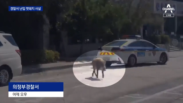 영상 '경찰서에 멧돼지 난입…실탄 5발로 사살 | 뉴스A' 캡처. ⓒ채널A