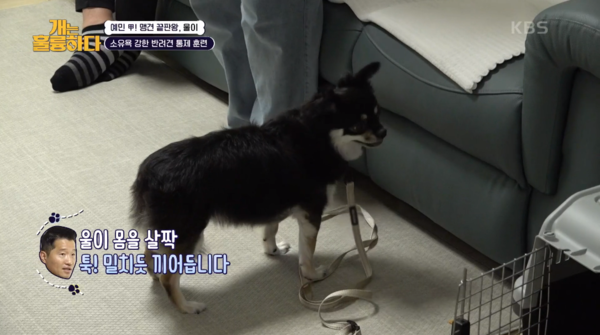 9일 방송된 KBS 2TV 프로그램 '개는 훌륭하다' 방송 장면&nbsp;ⓒ&nbsp;KBS 2TV