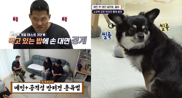 9일 방송된 KBS 2TV 프로그램 '개는 훌륭하다' 방송 장면&nbsp;ⓒ&nbsp;KBS 2TV