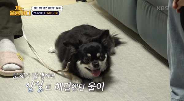 9일 방송된 KBS 2TV 프로그램 '개는 훌륭하다' 방송 장면&nbsp;ⓒ&nbsp;KBS 2TV