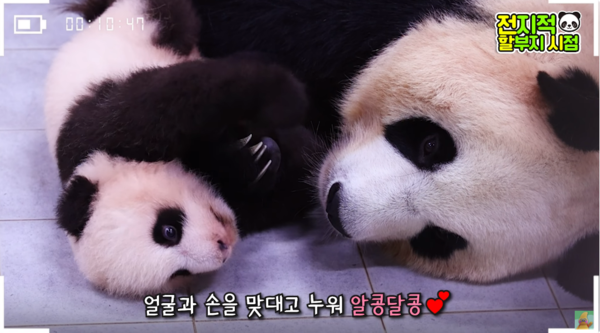 지난 9일 유튜브 채널 '말하는동물원 뿌빠tv' 영상 장면&nbsp;ⓒ말하는동물원 뿌빠tv