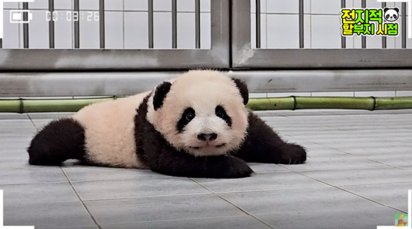 지난 9일 유튜브 채널 '말하는동물원 뿌빠tv' 영상 장면&nbsp;ⓒ말하는동물원 뿌빠tv