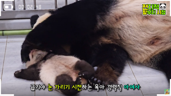 지난 9일 유튜브 채널 '말하는동물원 뿌빠tv' 영상 장면&nbsp;ⓒ말하는동물원 뿌빠tv