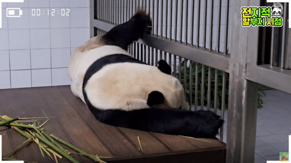 지난 9일 유튜브 채널 '말하는동물원 뿌빠tv' 영상 장면&nbsp;ⓒ말하는동물원 뿌빠tv