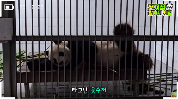 지난 9일 유튜브 채널 '말하는동물원 뿌빠tv' 영상 장면&nbsp;ⓒ말하는동물원 뿌빠tv