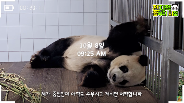 지난 9일 유튜브 채널 '말하는동물원 뿌빠tv' 영상 장면&nbsp;ⓒ말하는동물원 뿌빠tv