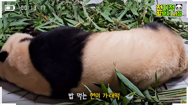 지난 9일 유튜브 채널 '말하는동물원 뿌빠tv' 영상 장면&nbsp;ⓒ말하는동물원 뿌빠tv