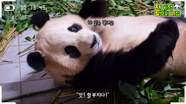 지난 9일 유튜브 채널 '말하는동물원 뿌빠tv' 영상 장면&nbsp;ⓒ말하는동물원 뿌빠tv