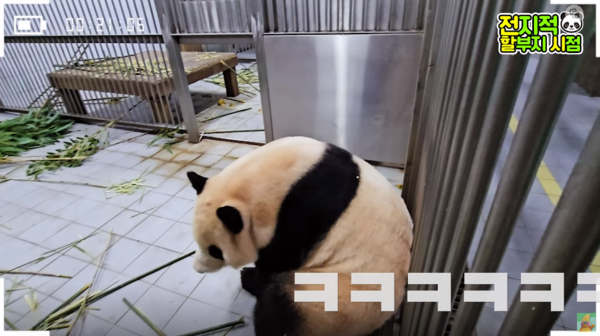 이제 곧 100일! 쌍둥이 판다 1·2바오 몸무게는 5kg로 폭풍 성장했고 아이바오·러바오·푸바오의 일상을 보니 웃음이 자동으로 터진다