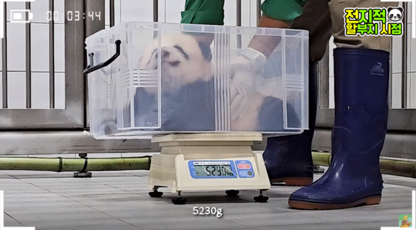 지난 9일 유튜브 채널 '말하는동물원 뿌빠tv' 영상 장면&nbsp;ⓒ말하는동물원 뿌빠tv