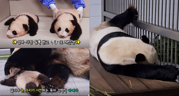 이제 곧 100일! 쌍둥이 판다 1·2바오 몸무게는 5kg로 폭풍 성장했고 아이바오·러바오·푸바오의 일상을 보니 웃음이 자동으로 터진다