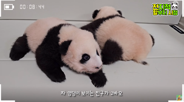 지난 9일 유튜브 채널 '말하는동물원 뿌빠tv' 영상 장면&nbsp;ⓒ말하는동물원 뿌빠tv