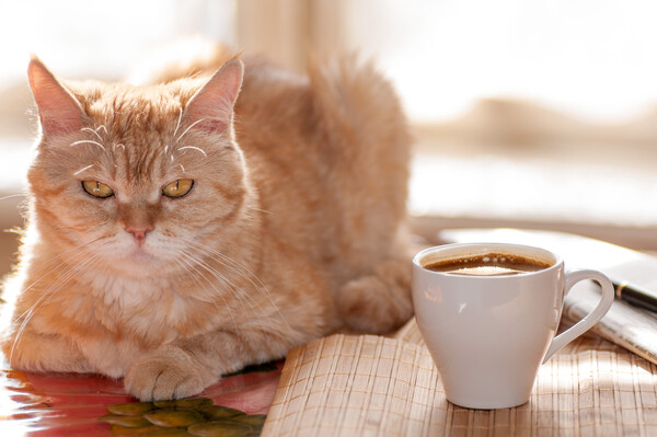 커피와 고양이 자료사진 ⓒAdobe Stock