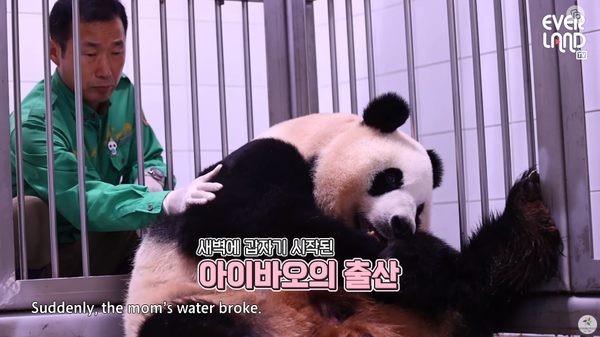 18일 에버랜드 유튜브 채널에 올라온 '판다월드 강바오&송바오 퇴근하고 뭐하세요?' 영상 장면&nbsp;ⓒ&nbsp;에버랜드 - EVERLAND