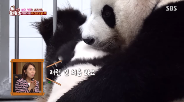 첫째 쌍둥이 판다 루이바오가 울며 칭얼거리자 엄마 아이바오가 새끼 등을 토닥이는 행동은 난생 처음 보는 장면이라서 두 손을 꼭 모으게 된다