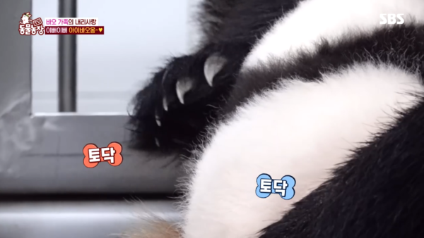 22일 방송된 SBS 'TV 동물농장' 방송 장면 ⓒSBS&nbsp;