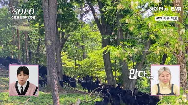 흑염소가 생각보다 많다....&nbsp;ⓒSBS PLUS·ENA