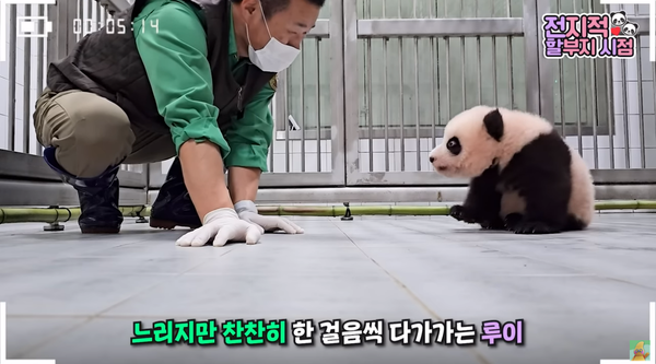 지난 6일 유튜브 채널 '말하는동물원 뿌빠TV' 영상 장면&nbsp;©말하는동물원 뿌빠TV