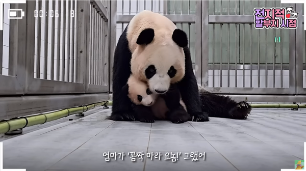 지난 6일 유튜브 채널 '말하는동물원 뿌빠TV' 영상 장면&nbsp;©말하는동물원 뿌빠TV