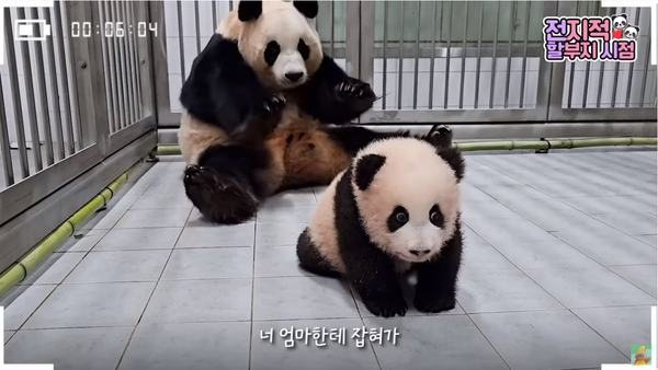 지난 6일 유튜브 채널 '말하는동물원 뿌빠TV' 영상 장면&nbsp;©말하는동물원 뿌빠TV