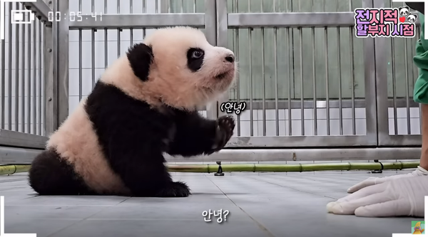 지난 6일 유튜브 채널 '말하는동물원 뿌빠TV' 영상 장면&nbsp;©말하는동물원 뿌빠TV