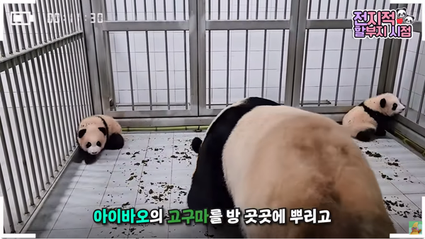 지난 6일 유튜브 채널 '말하는동물원 뿌빠TV' 영상 장면&nbsp;©말하는동물원 뿌빠TV