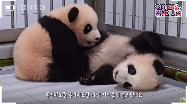 지난 6일 유튜브 채널 '말하는동물원 뿌빠TV' 영상 장면&nbsp;©말하는동물원 뿌빠TV