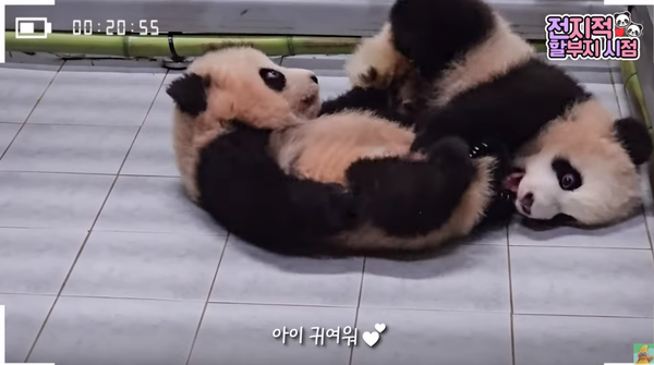 지난 6일 유튜브 채널 '말하는동물원 뿌빠TV' 영상 장면&nbsp;©말하는동물원 뿌빠TV