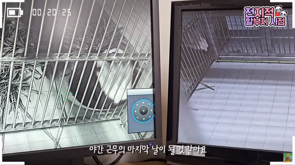 지난 6일 유튜브 채널 '말하는동물원 뿌빠TV' 영상 장면&nbsp;©말하는동물원 뿌빠TV