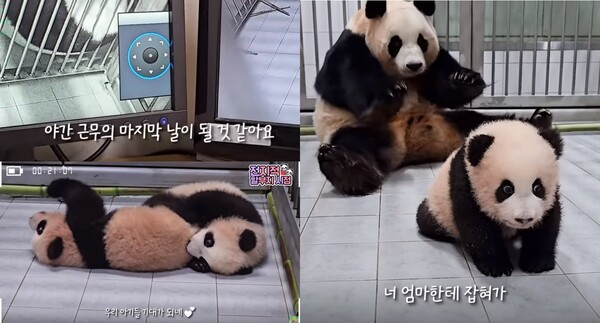지난 6일 유튜브 채널 '말하는동물원 뿌빠TV' 영상 장면&nbsp;©말하는동물원 뿌빠TV