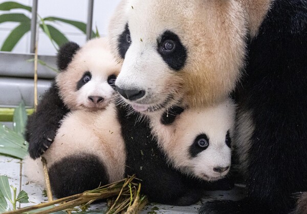 에버랜드는 올해 7월 태어난 국내 첫 쌍둥이 판다 루이바오·후이바오가 엄마 아이바오와 함께 생활하게 됐다고 7일 밝혔다. 쌍둥이 판다가 태어난 직후부터 최근까지는 어미와 사육사들이 각각 한 마리씩 맡아 교대로 돌보는 방식으로 쌍둥이 판다 포육을 진행해왔다. (삼성물산 제공) 2023.11.7 ©뉴스1