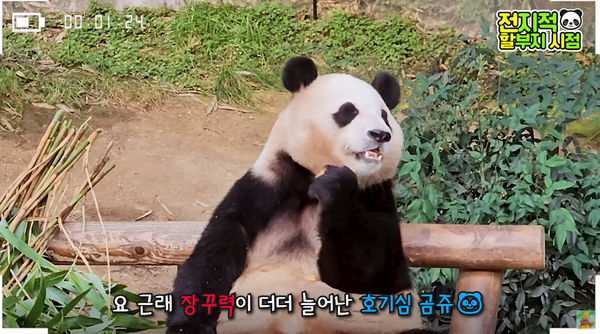 지난 17일 유튜브 채널 '말하는동물원 뿌빠TV' 영상 장면 ⓒ말하는동물원 뿌빠TV&nbsp;