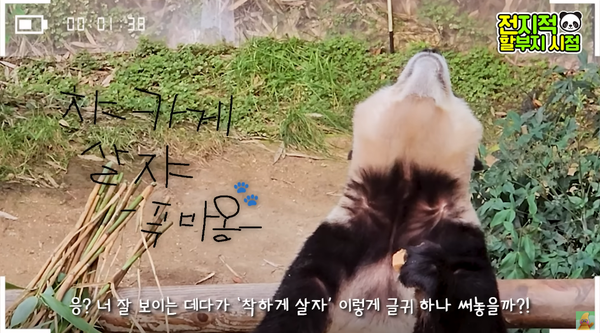 지난 17일 유튜브 채널 '말하는동물원 뿌빠TV' 영상 장면 ⓒ말하는동물원 뿌빠TV&nbsp;