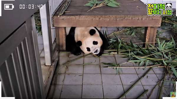 의젓해진 것 같으면서도 장난꾸러기 '강바오' 강철원 사육사가 푸바오가 월담하는 이유를 밝혔는데 외출 금지보다 출국 금지하고 싶은 마음이 굴뚝같다
