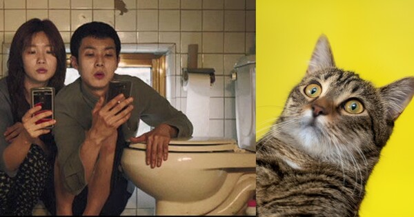 (기사 내용과 무관한 자료사진) 영화 '기생충'의 한 장면, 놀란 고양이. ⓒCJ엔터테인먼트, 어도비스톡