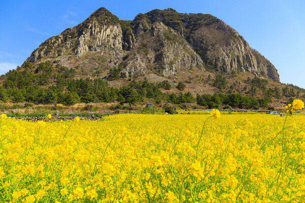 제주 서귀포시 산방산 유채꽃밭.&nbsp;ⓒ한겨레/홍유진 여행작가