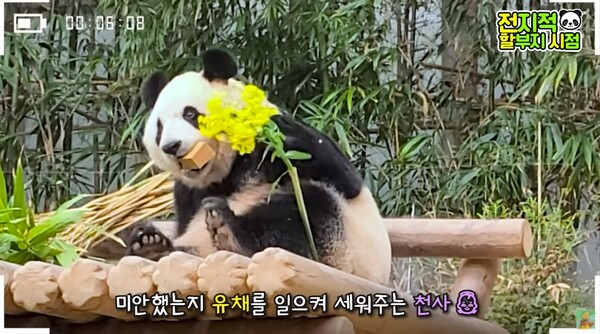 아이바오.&nbsp;©말하는동물원 뿌빠TV&nbsp;