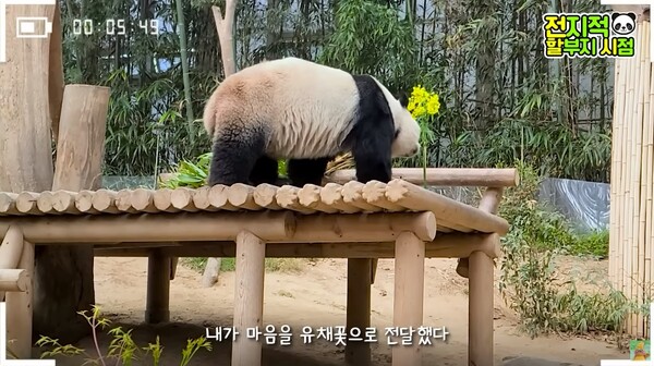 아이바오.&nbsp;©말하는동물원 뿌빠TV&nbsp;