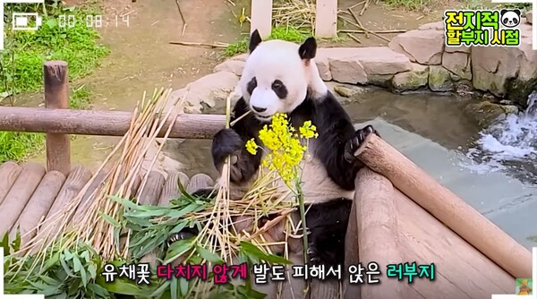 러바오.&nbsp;©말하는동물원 뿌빠TV&nbsp;