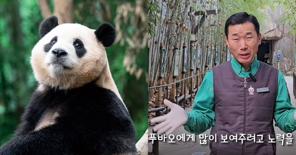 자이언트 판다 푸바오(좌), 강철원 사육사(우) ©뉴스1/말하는동물원 뿌빠TV&nbsp;
