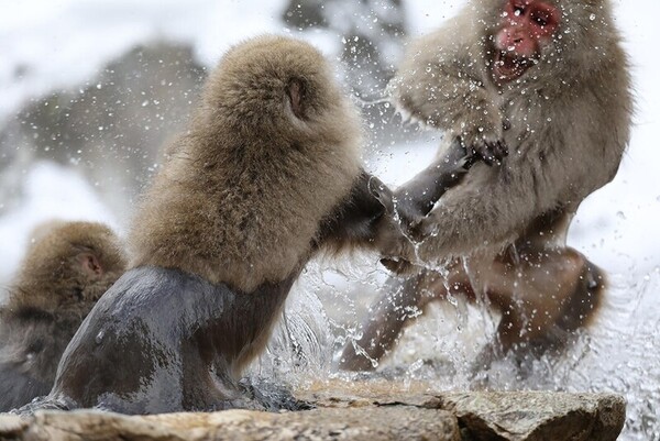 원숭이들의 온천장 결투. @ C. Sueur/ Institut pluridisciplinaire Hubert Curien (IPHC)/한겨레