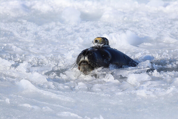 수중 음파탐지기를 머리에 인 바다표범. @ S.Labrousse / Laboratoire d'océanographie et du climat : expérimentations et approches numériques ( LOCEAN )/한겨레