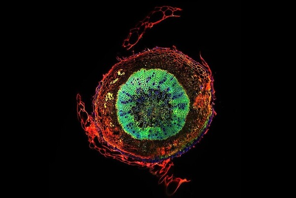 애기장대의 뿌리. C. Biot, T. Bance, C. Lion, C. Simon, S. Hawkins, C. Spriet /Plateforme TISBio/ Unité de glycobiologie structurale et fonctionnelle/한겨레