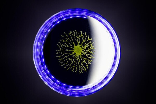 빛을 피해 모인 조류. R. Jeanneret, E. Jeanneret, I. Eisenmann / Laboratoire de physique de l’ENS(LPENS)/한겨레