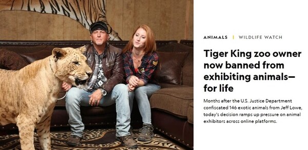 미국 법무부는 넷플릭스 다큐멘터리 ‘타이거 킹’을 통해 알려진 G.W.동물원의 운영자들에게 동물 140여 마리를 몰수하고 동물전시업을 금지했다. 사진은 이 내용을 보도한 ‘내셔널지오그래픽’ 기사. ⓒ누리집 갈무리.