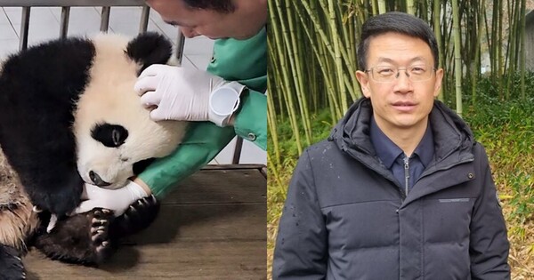 강철원 사육사의 손을 잡고 잠든 후이바오(좌). 지난 5일 중국 쓰촨성 청두시 중국판다보호연구센터 두장옌 기지에서 만난 리더셩 판다보호연구센터 부주임(수석과학자). ©에버랜드 유튜브 갈무리/최현준 청두 특파원