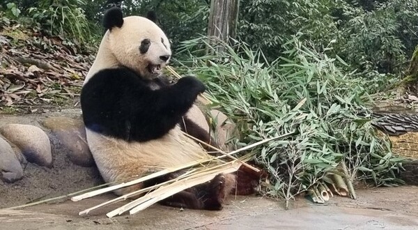 지난 4일 중국 쓰촨성 야안시 중국판다보호연구센터 야안비펑샤 기지에서 지난해 일본에서 온 판다 샹샹이 대나무 가지를 먹고 있다. 야안/최현준 특파원